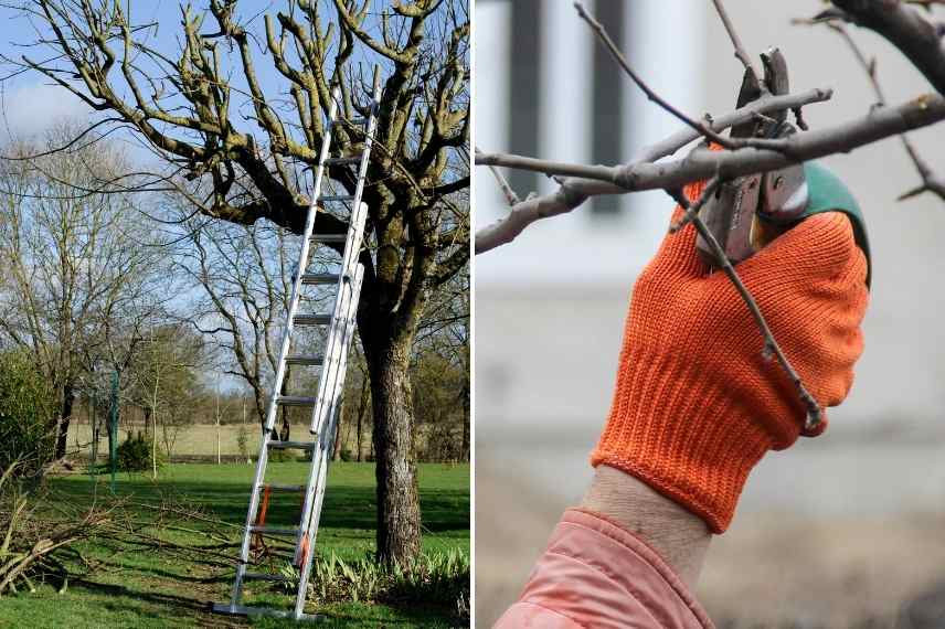 elagage arbre, élaguer arbre, taille arbre