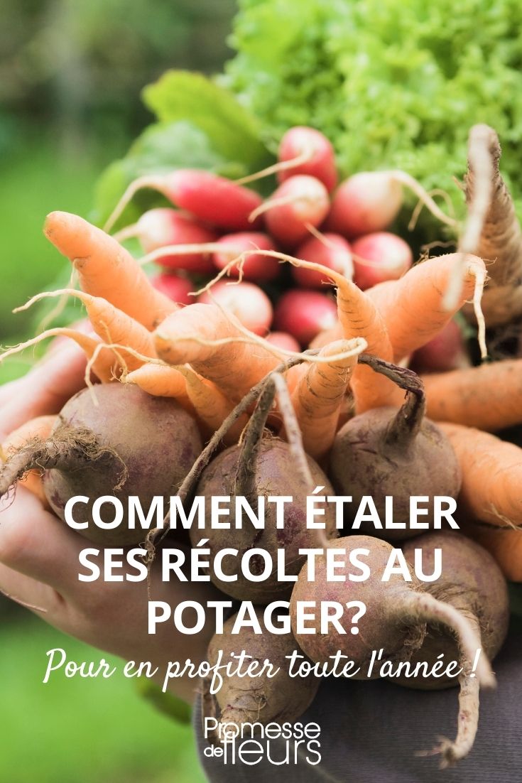 Six conseils sur les semis au potager