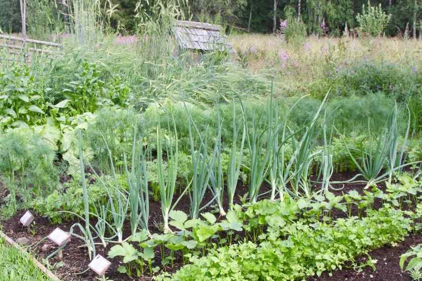 fourche a fleurs, outil jardinage petits espaces