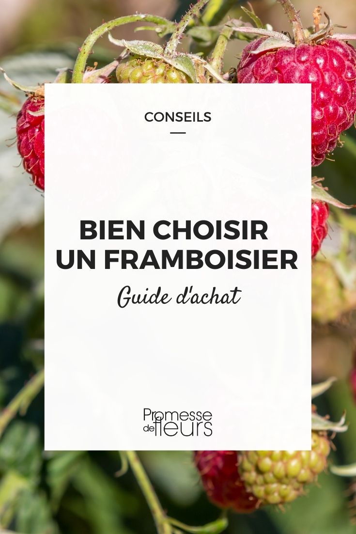 framboisier guide d'achat