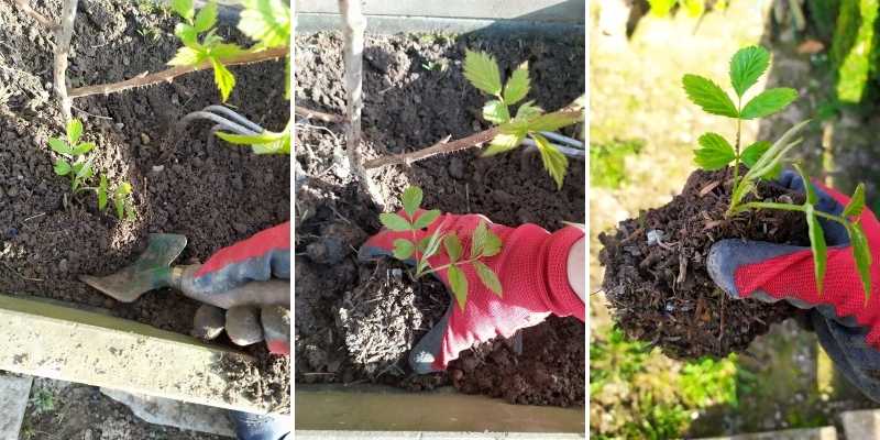 Planter des framboisiers : quand et comment faire sa plantation ?