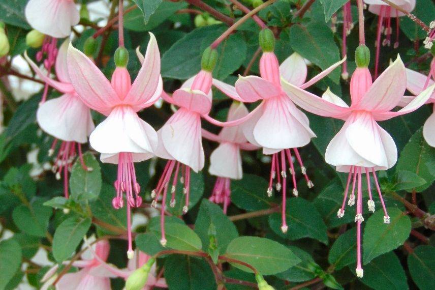 fuchsia pour ombre, annuelle retombante pour l'ombre