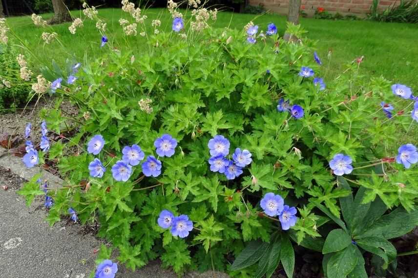 geranium vivace rustique, plante resistante au gel 