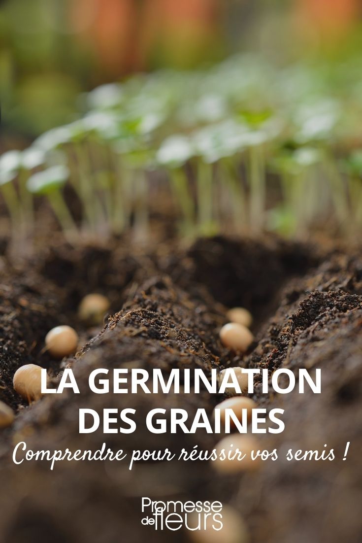 germination des graines