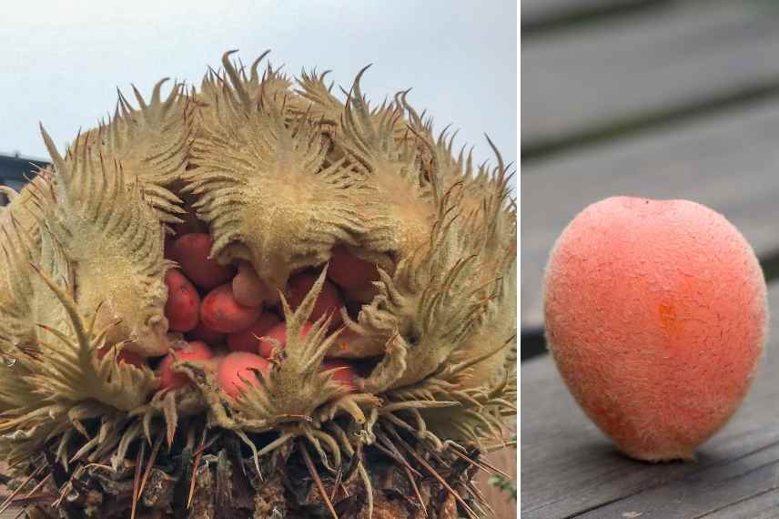 Cycas revoluta questions maladie hivernage reconnaitre germination