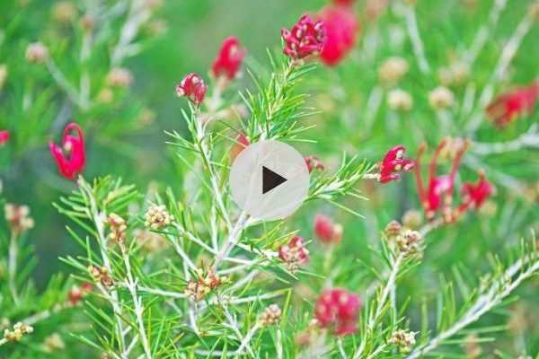 Le Grevillea : Une floraison très exotique