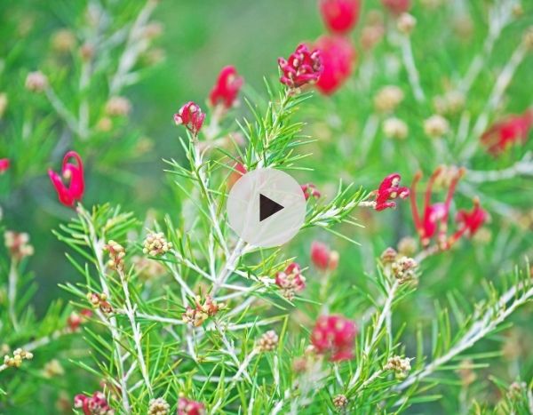 Le Grevillea : Une floraison très exotique