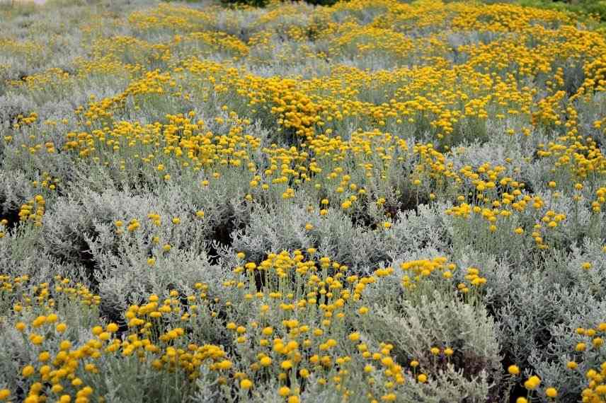 Helichrysum floraison, helichrysum port, tailler immortelle