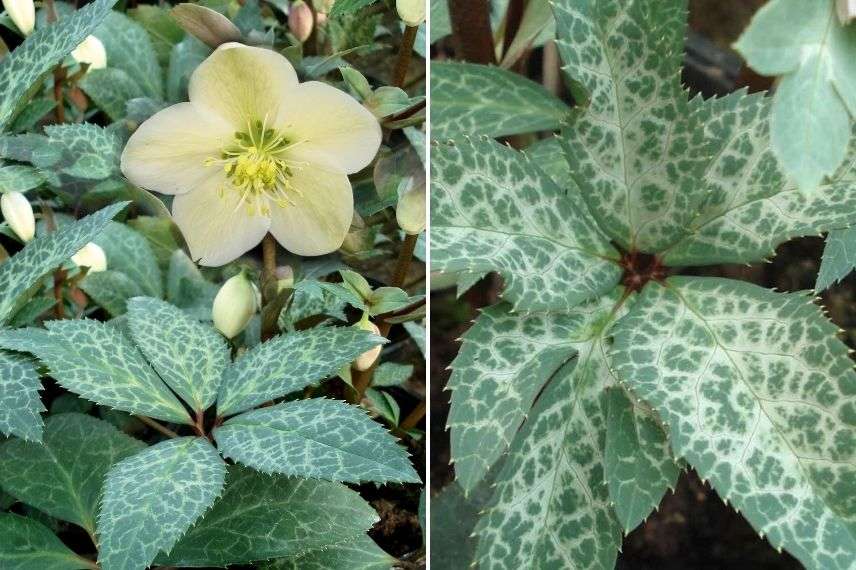 hellébore, rose de noël à feuillage panaché, vivaces panachées