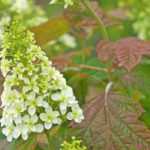 7 bonnes raisons de planter un Hydrangea quercifolia !