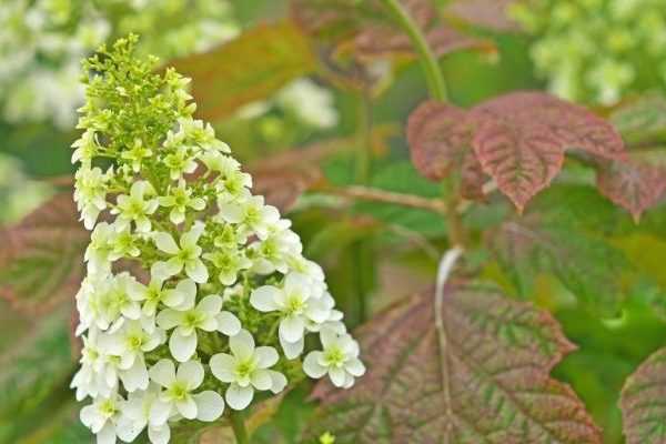 7 bonnes raisons de planter un Hydrangea quercifolia !