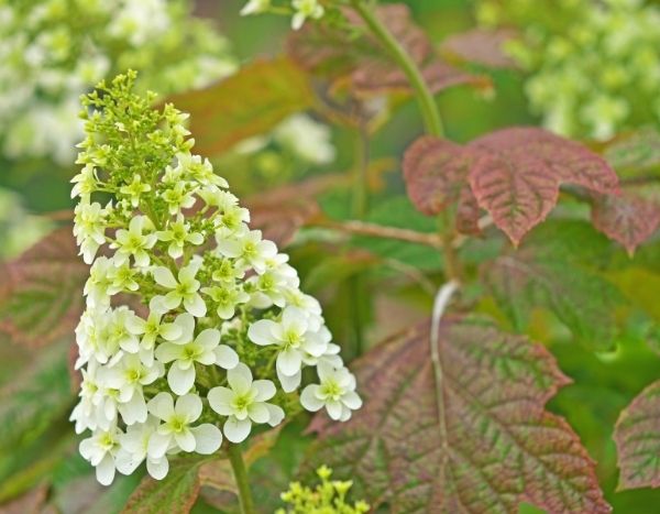 7 bonnes raisons de planter un Hydrangea quercifolia !