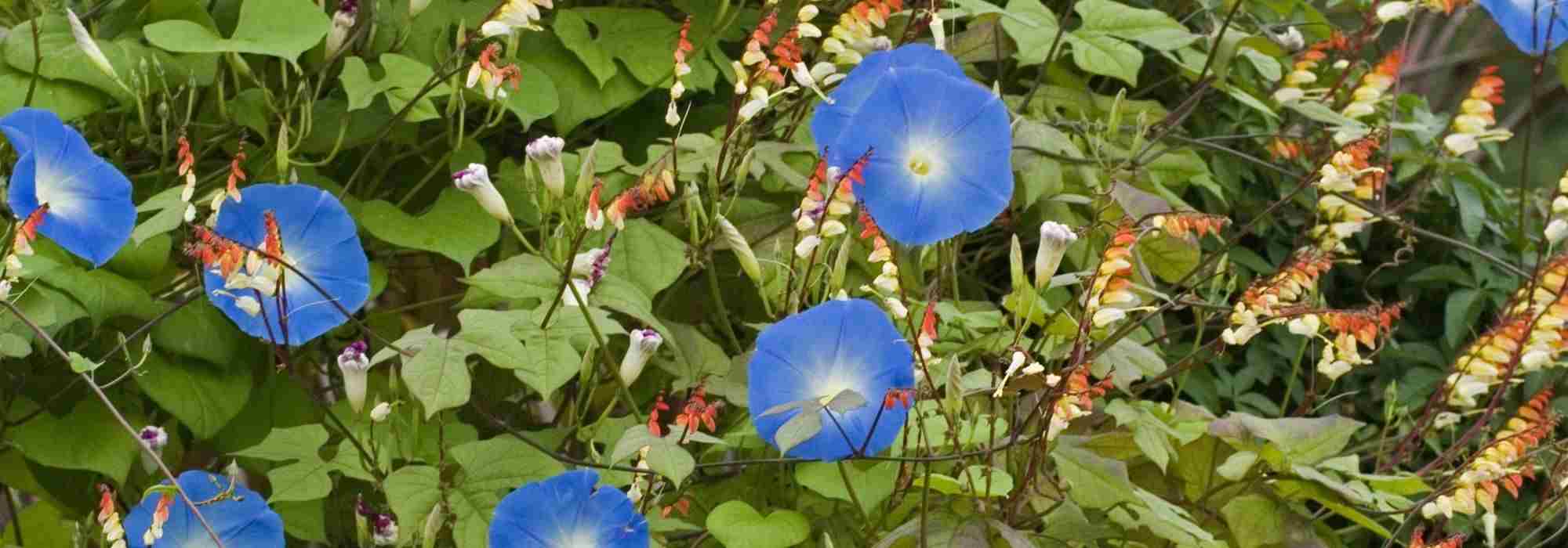 6 annuelles ou bisannuelles pour le soleil