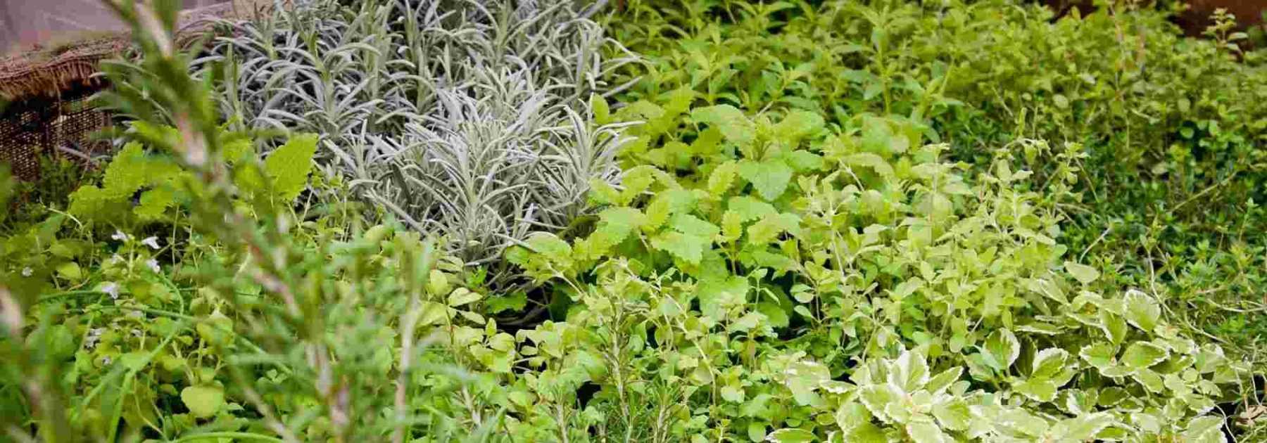 Jardin médiéval : Aménager un jardin des simples