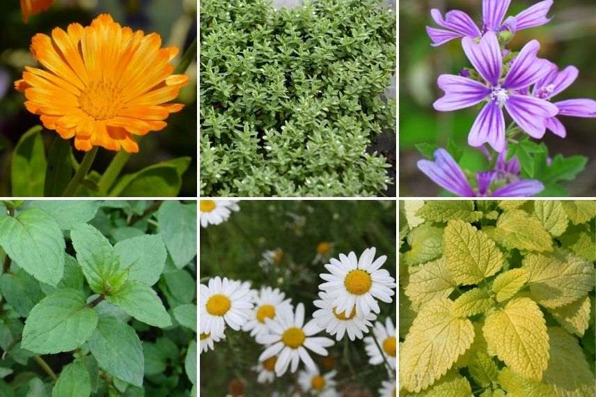 plantes médicinales pour jardin des simples, plantes pour jardin de curé