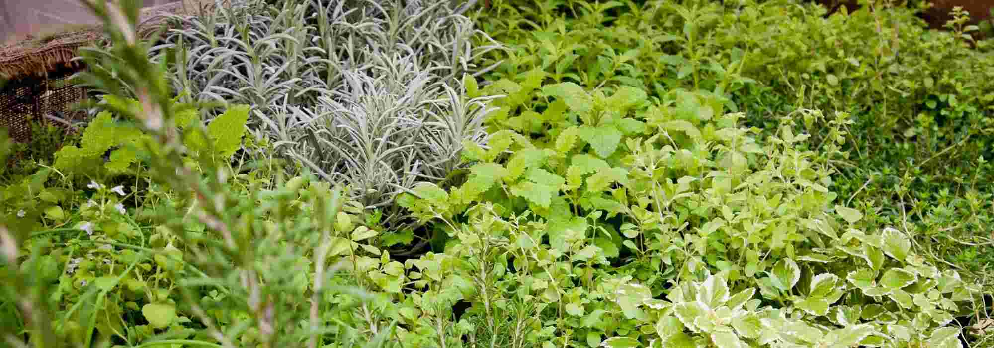 Créer un jardin de simples : aromatiques, médicinales, plantes utiles