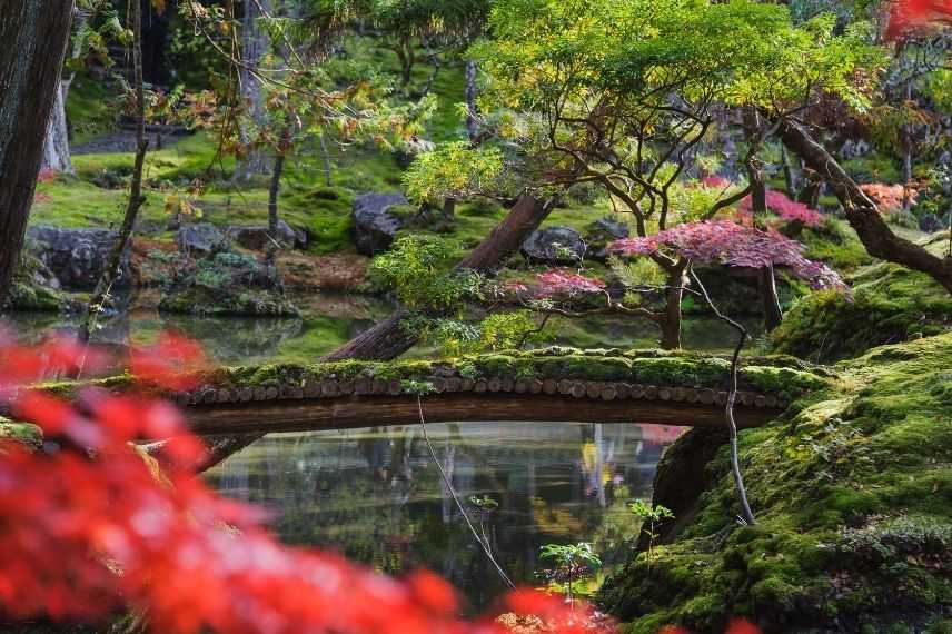 jardin japonais, accepter la mousse au jardin
