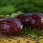 Faire un potager en région méditerranéenne