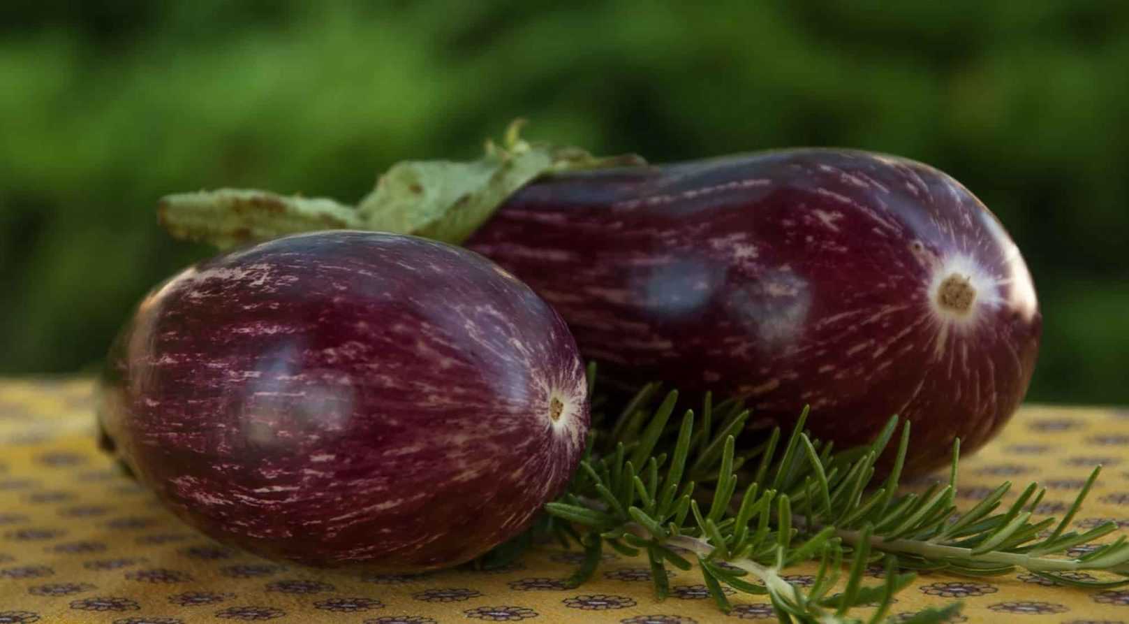 Faire un potager en région méditerranéenne