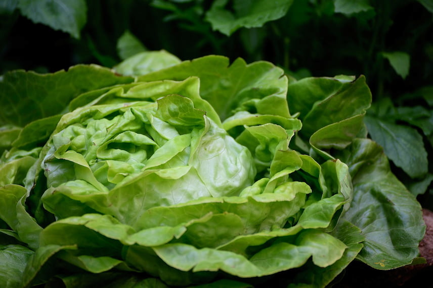 laitue pommée lactuca sativa 