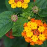 Comment bouturer un lantana ?