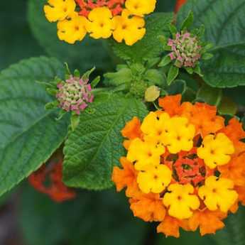 Comment bouturer un lantana ?