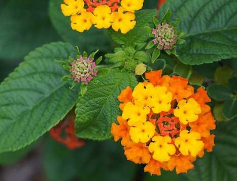 Comment bouturer un lantana ?