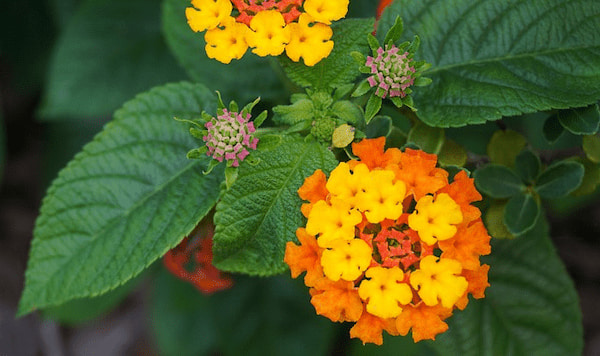 Comment bouturer un lantana ?