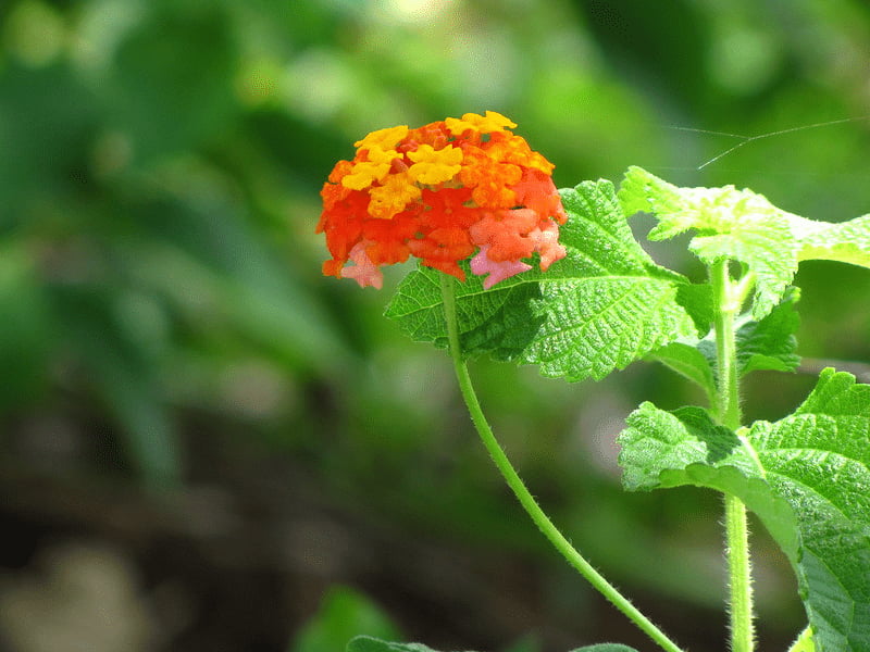 Lantana camara