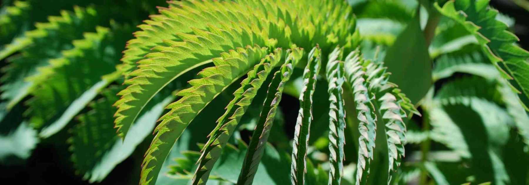 Les arbres et arbustes à grandes feuilles