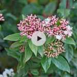 Le Viburnum tinus : un arbuste 4 saisons !