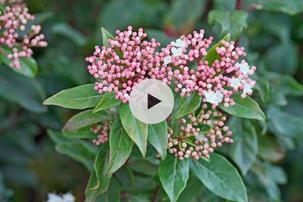 Le Viburnum tinus : un arbuste 4 saisons !