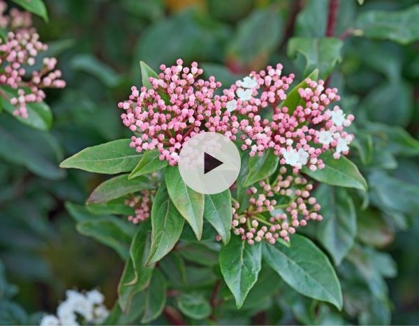 Le Viburnum tinus : un arbuste 4 saisons !