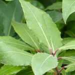 Comment cultiver le laurier sauce au jardin ?