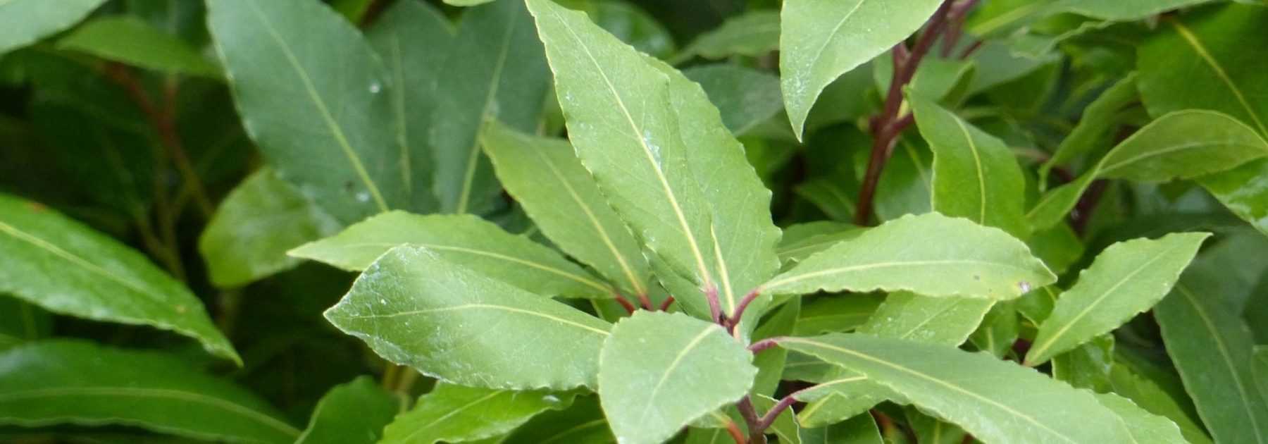 Quelle est la durée de conservation des feuilles de laurier ? 