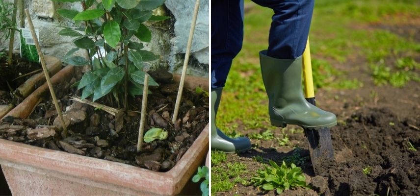 plante molho de louro no chão, cultive molho de louro em uma panela