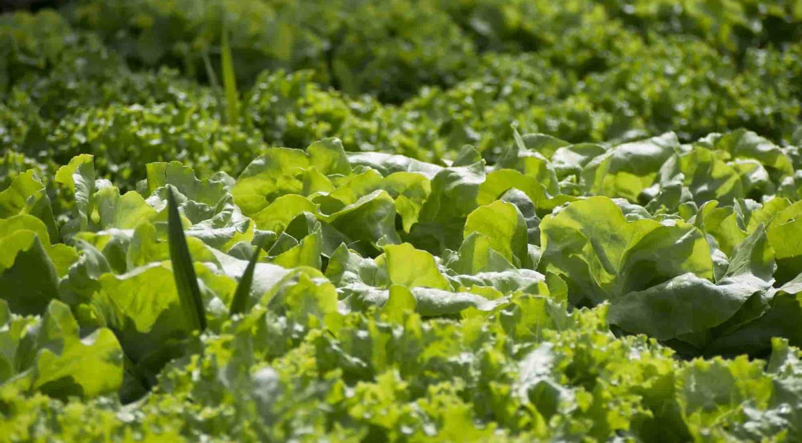 8 légumes qui poussent vite