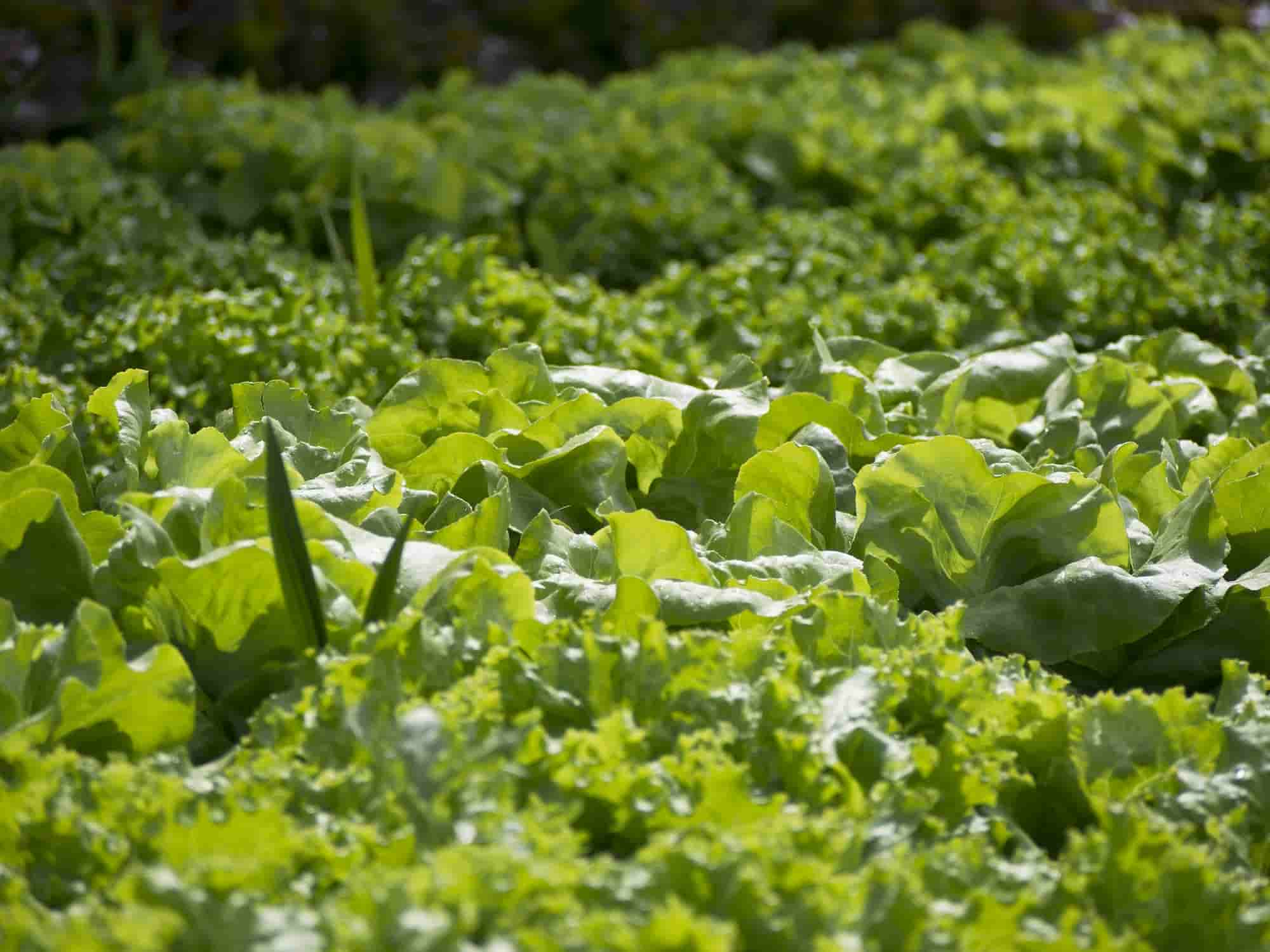 8 légumes qui poussent vite