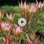 Le Leucadendron : remarquable toute l'année