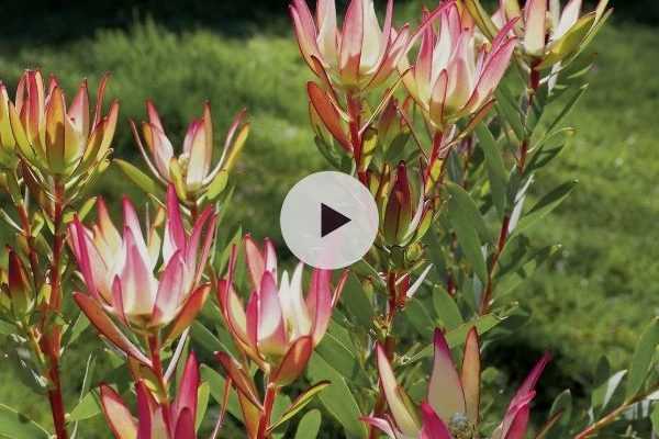 Le Leucadendron : remarquable toute l'année