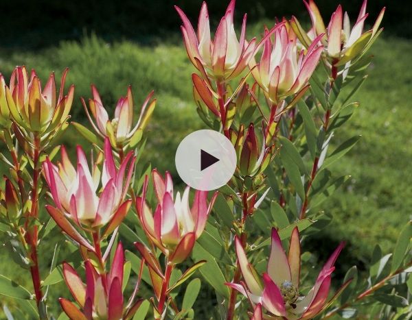 Le Leucadendron : remarquable toute l'année