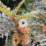 Le Lomatia ferruginea : un arbuste surprenant