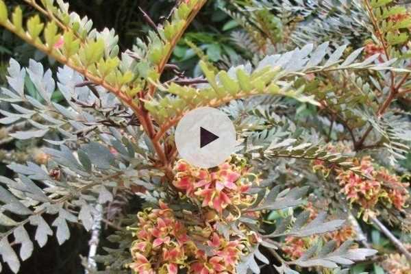 Le Lomatia ferruginea : un arbuste surprenant
