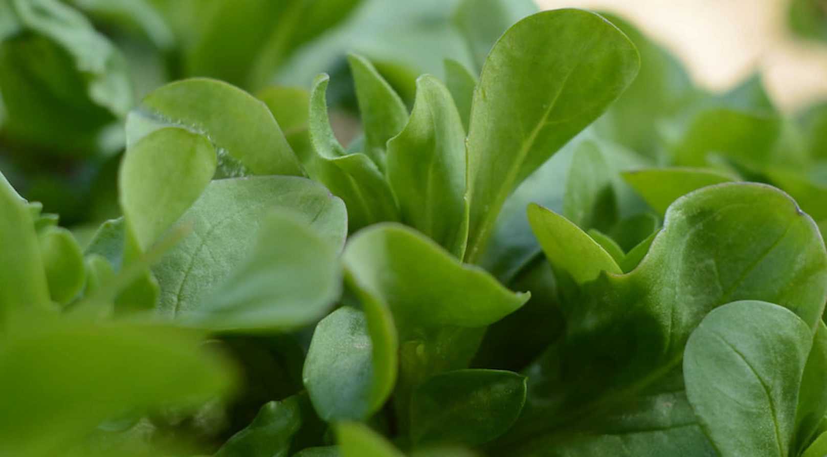 Des salades à récolter en automne et en hiver