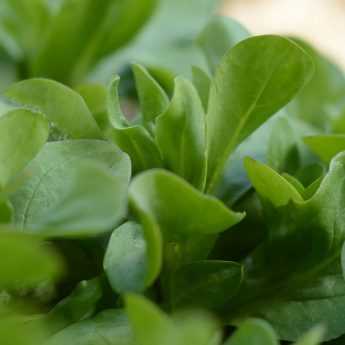 Des salades à récolter en automne et en hiver