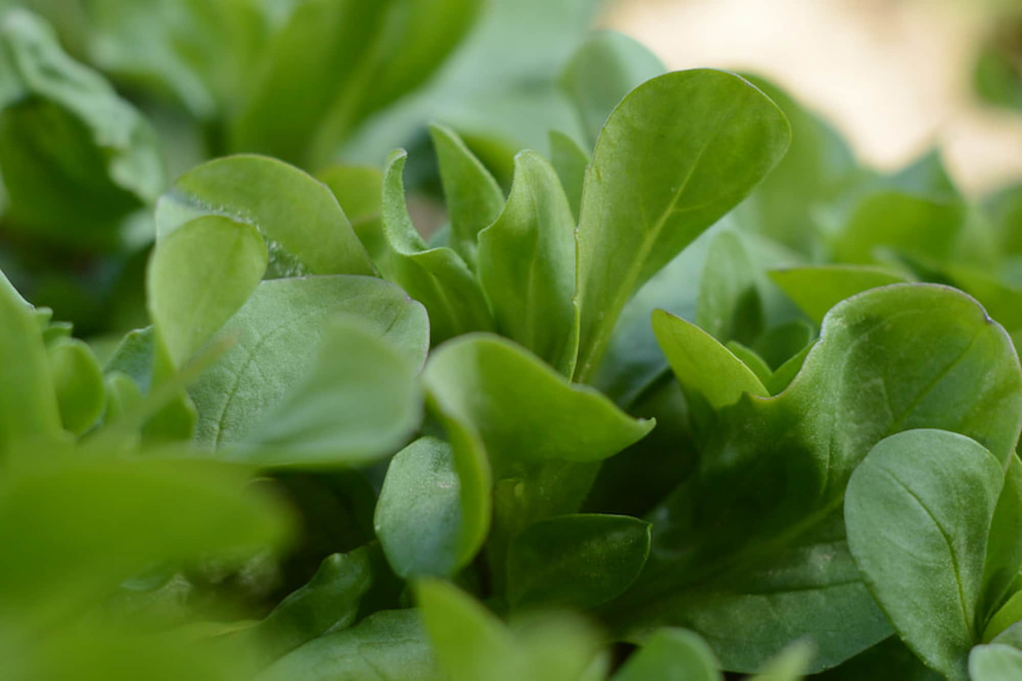 Des salades à récolter en automne et en hiver