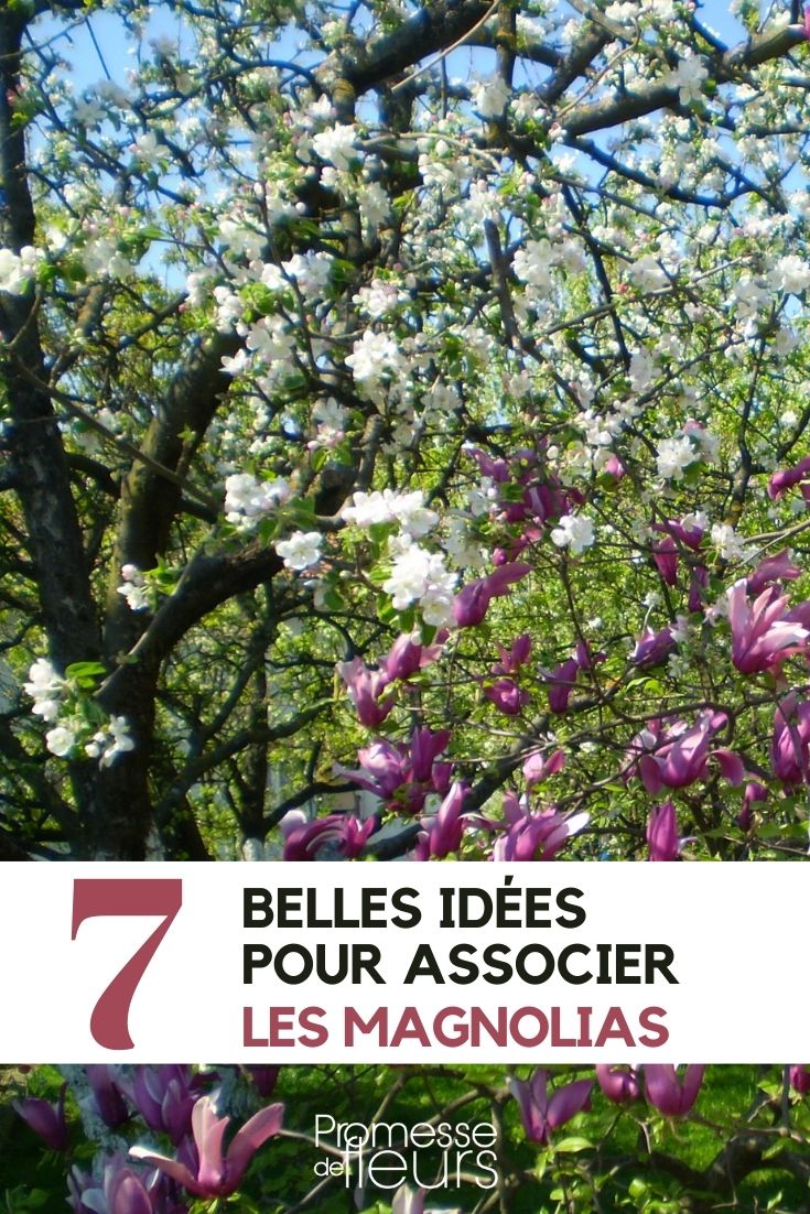 magnolia : 7 idées d'association