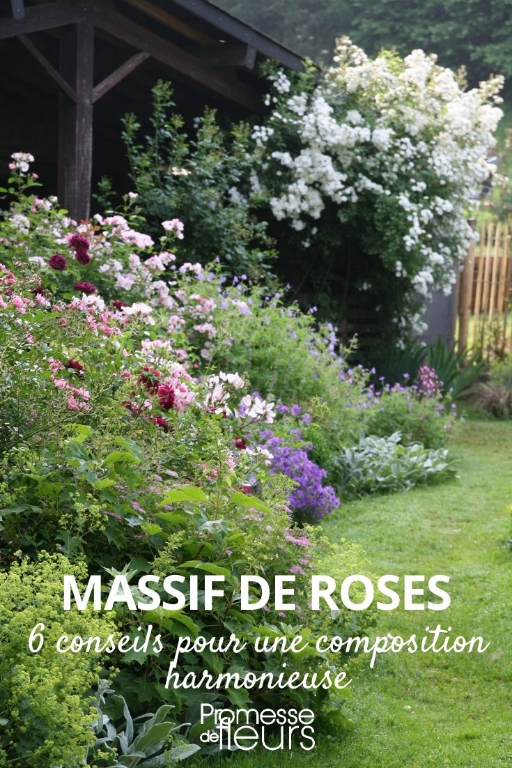 6 conseils pour faire un beau massif de roses