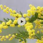 Le mimosa : un parfum de miel au coeur de l'hiver
