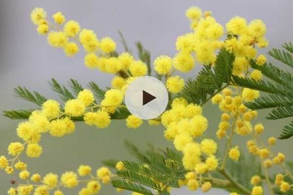 Le mimosa : un parfum de miel au coeur de l'hiver